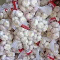 豐德利新鮮有機(jī)大蒜 顆粒飽滿 水分充足 可大量采購(gòu)